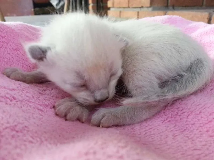 Gato ra a SRD idade Abaixo de 2 meses nome Mimizinho