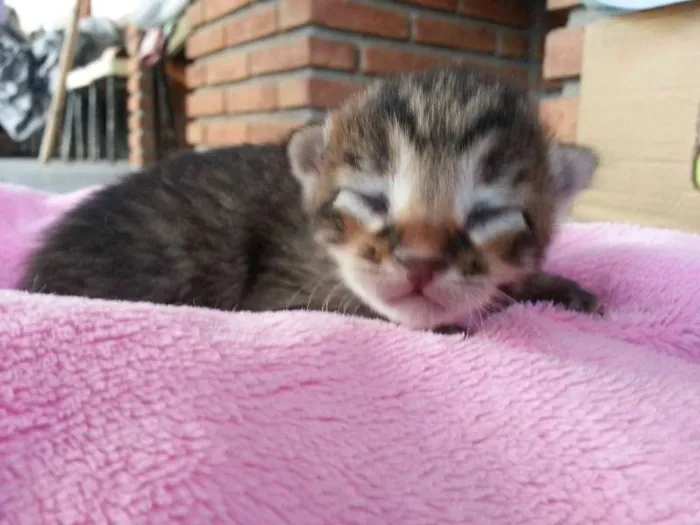 Gato ra a SRD idade Abaixo de 2 meses nome Mimizinha