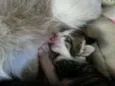 Tititi