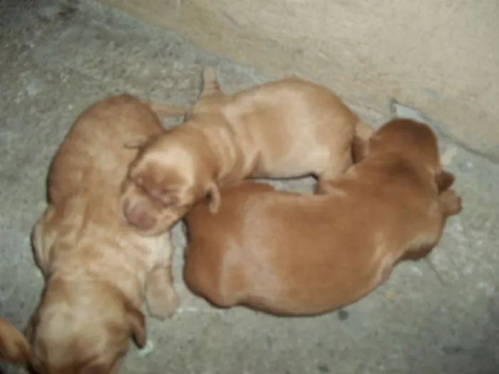 Cachorro ra a viralata com poodle idade Abaixo de 2 meses nome filhotes