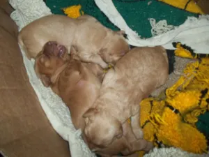 Cachorro raça viralata com poodle idade Abaixo de 2 meses nome filhotes