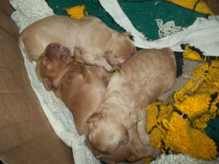 Cachorro ra a viralata com poodle idade Abaixo de 2 meses nome filhotes