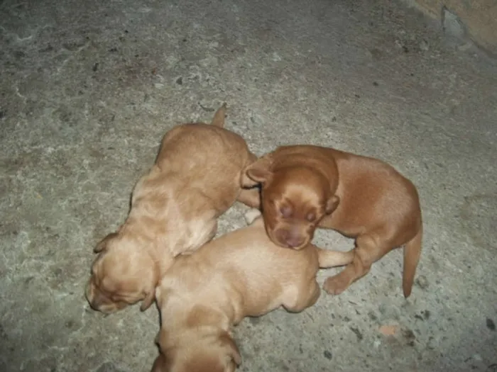 Cachorro ra a viralata com poodle idade Abaixo de 2 meses nome filhotes