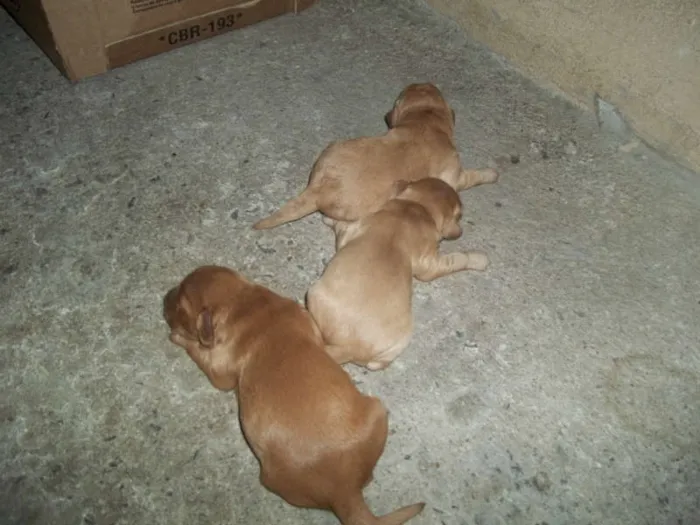 Cachorro ra a viralata com poodle idade Abaixo de 2 meses nome filhotes