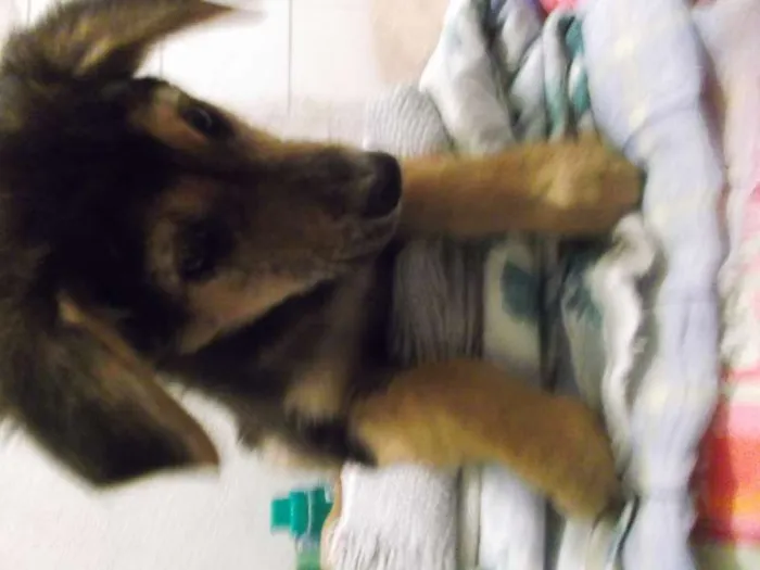 Cachorro ra a SRD idade 2 a 6 meses nome MAGALI