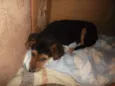 MAGALI