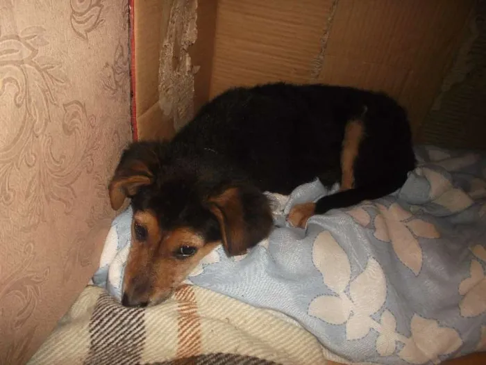 Cachorro ra a SRD idade 2 a 6 meses nome MAGALI