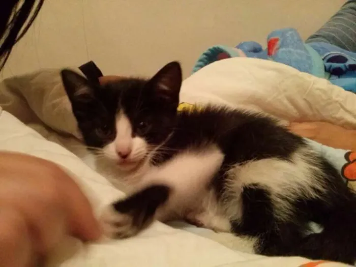 Gato ra a  idade Abaixo de 2 meses nome Nina