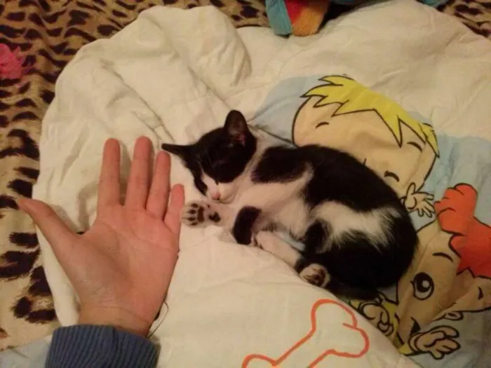 Gato ra a  idade Abaixo de 2 meses nome Nina