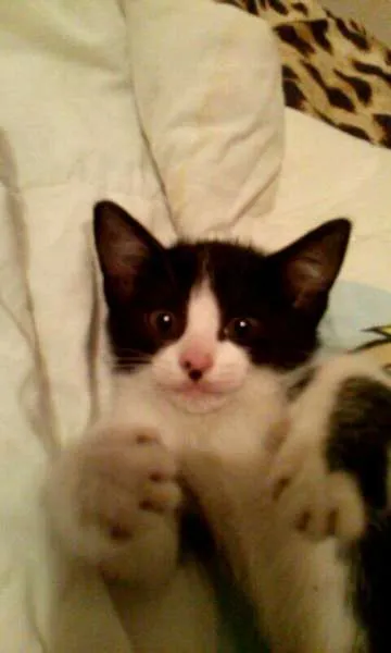 Gato ra a  idade Abaixo de 2 meses nome Nina