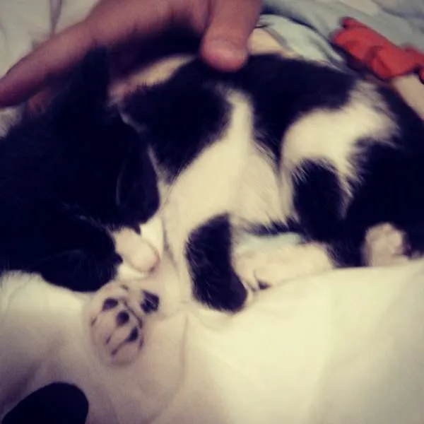 Gato ra a  idade Abaixo de 2 meses nome Nina
