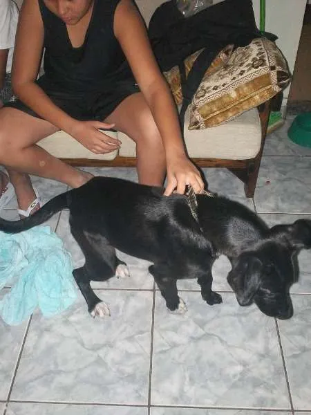 Cachorro raça SRD idade 1 ano nome Princesa de Ébano