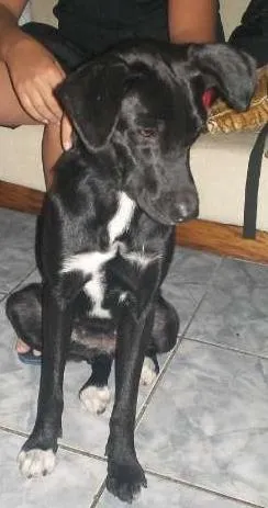 Cachorro raça SRD idade 1 ano nome Princesa de Ébano