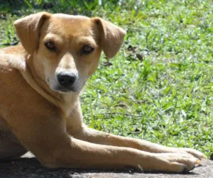 Cachorro raça SRD idade  nome Dama