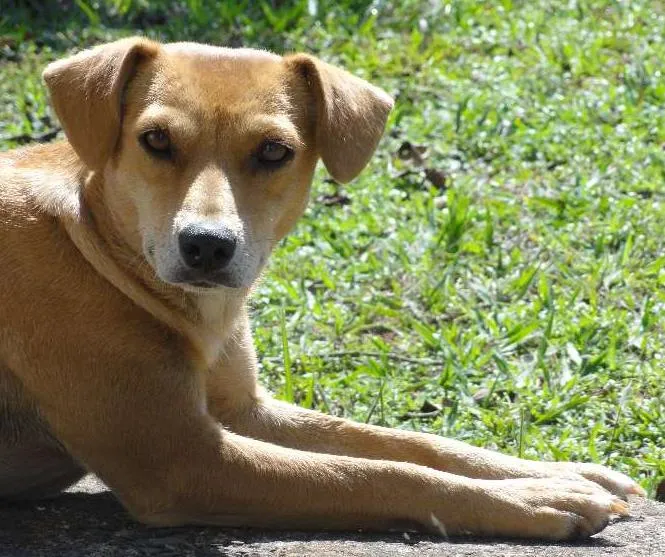 Cachorro ra a SRD idade  nome Dama