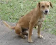 Dama