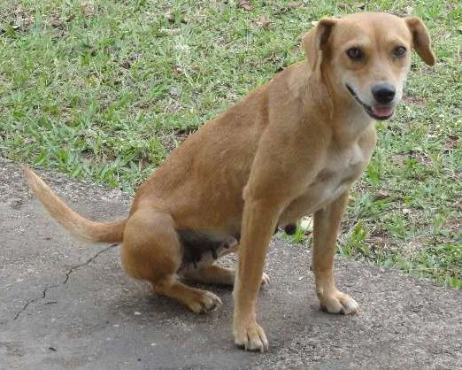 Cachorro ra a SRD idade  nome Dama