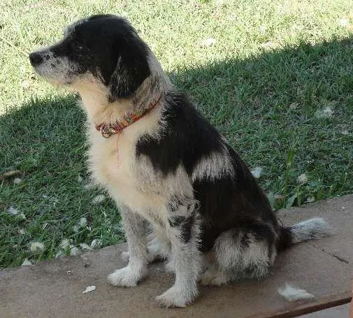 Cachorro ra a SRD idade  nome Steve Wonder
