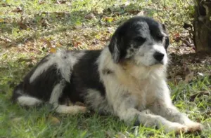 Cachorro raça SRD idade  nome Steve Wonder