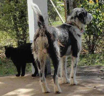 Cachorro ra a SRD idade  nome Steve Wonder