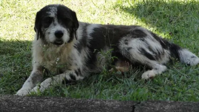 Cachorro ra a SRD idade  nome Steve Wonder