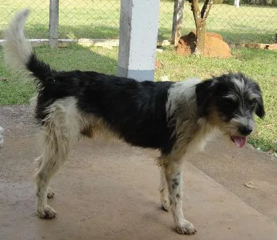 Cachorro ra a SRD idade  nome Vagabundo