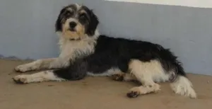 Cachorro raça SRD idade  nome Vagabundo