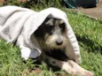 Vagabundo