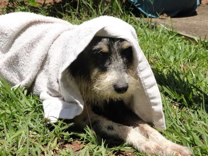 Cachorro ra a SRD idade  nome Vagabundo