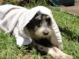 Vagabundo