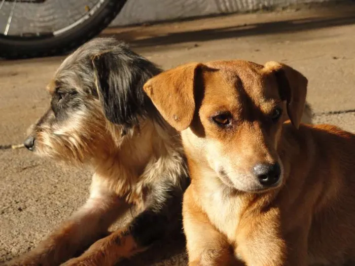 Cachorro ra a SRD idade  nome Vagabundo