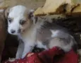 Miçanga