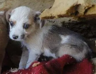 Cachorro ra a SRD idade 2 a 6 meses nome Miçanga