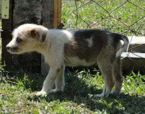 Cachorro raça SRD idade 2 a 6 meses nome Miçanga