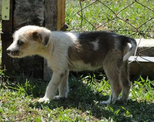 Cachorro ra a SRD idade 2 a 6 meses nome Miçanga