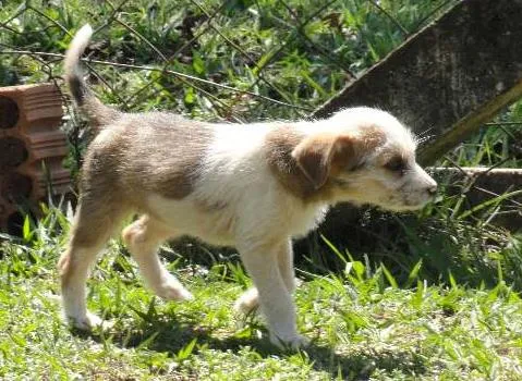 Cachorro ra a SRD idade 2 a 6 meses nome Miçanga