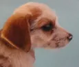 Miçanga