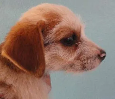 Cachorro ra a SRD idade 2 a 6 meses nome Miçanga