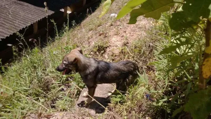 Cachorro ra a Pastora RSD idade 2 a 6 meses nome Cinzenta