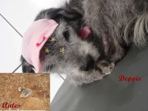 Cachorro raça mix poodle  idade 6 ou mais anos nome Ainda não tem nome