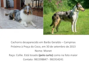 Cachorro raça Coliie idade 4 anos nome Monet GRATIFICA