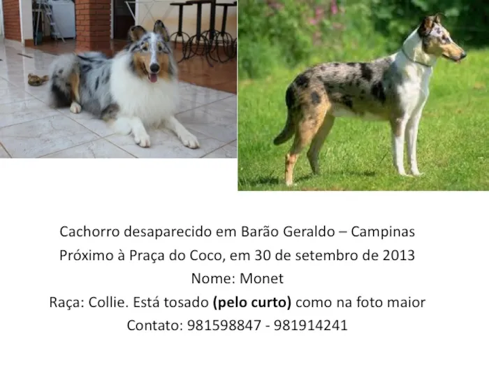 Cachorro ra a Coliie idade 4 anos nome Monet GRATIFICA