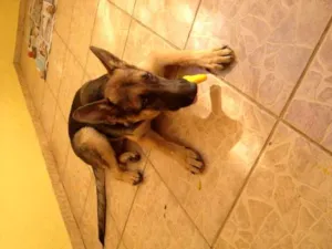 Cachorro raça Pastor Alemão idade 7 a 11 meses nome Isaac