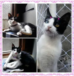Gato raça SRD idade 7 a 11 meses nome Kristal