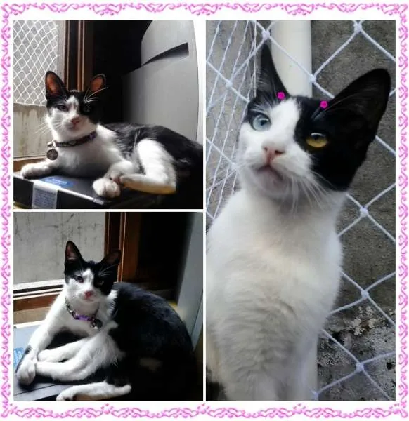 Gato ra a SRD idade 7 a 11 meses nome Kristal
