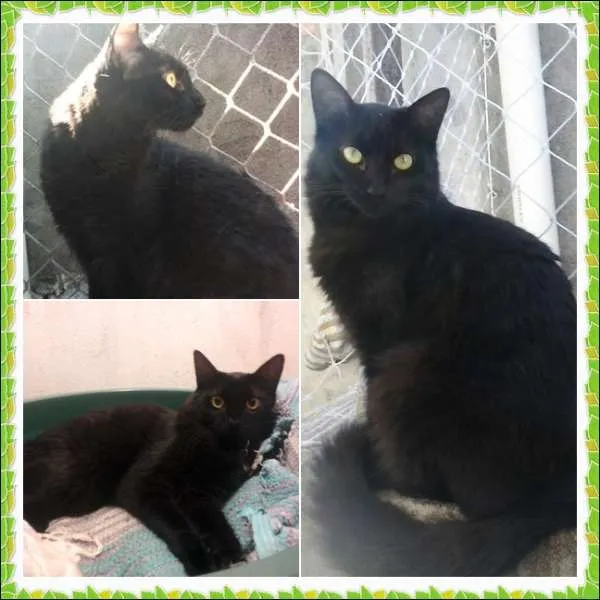 Gato ra a SRD idade 1 ano nome Neguinho