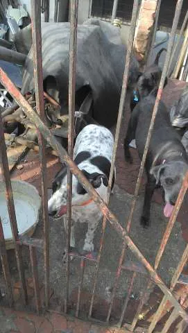 Cachorro ra a mistura de Poodle com vira lata idade 2 a 6 meses nome Sem nome