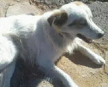 Cachorro ra a Vira Lata idade 4 anos nome Scob