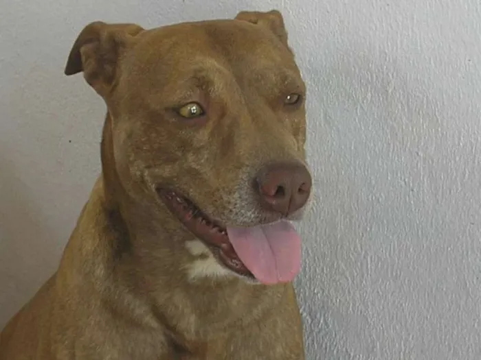 Cachorro ra a Pit-Bull idade  nome Zeus