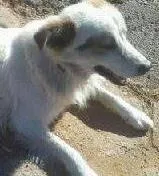Cachorro ra a Vira Lata idade 4 anos nome Scob